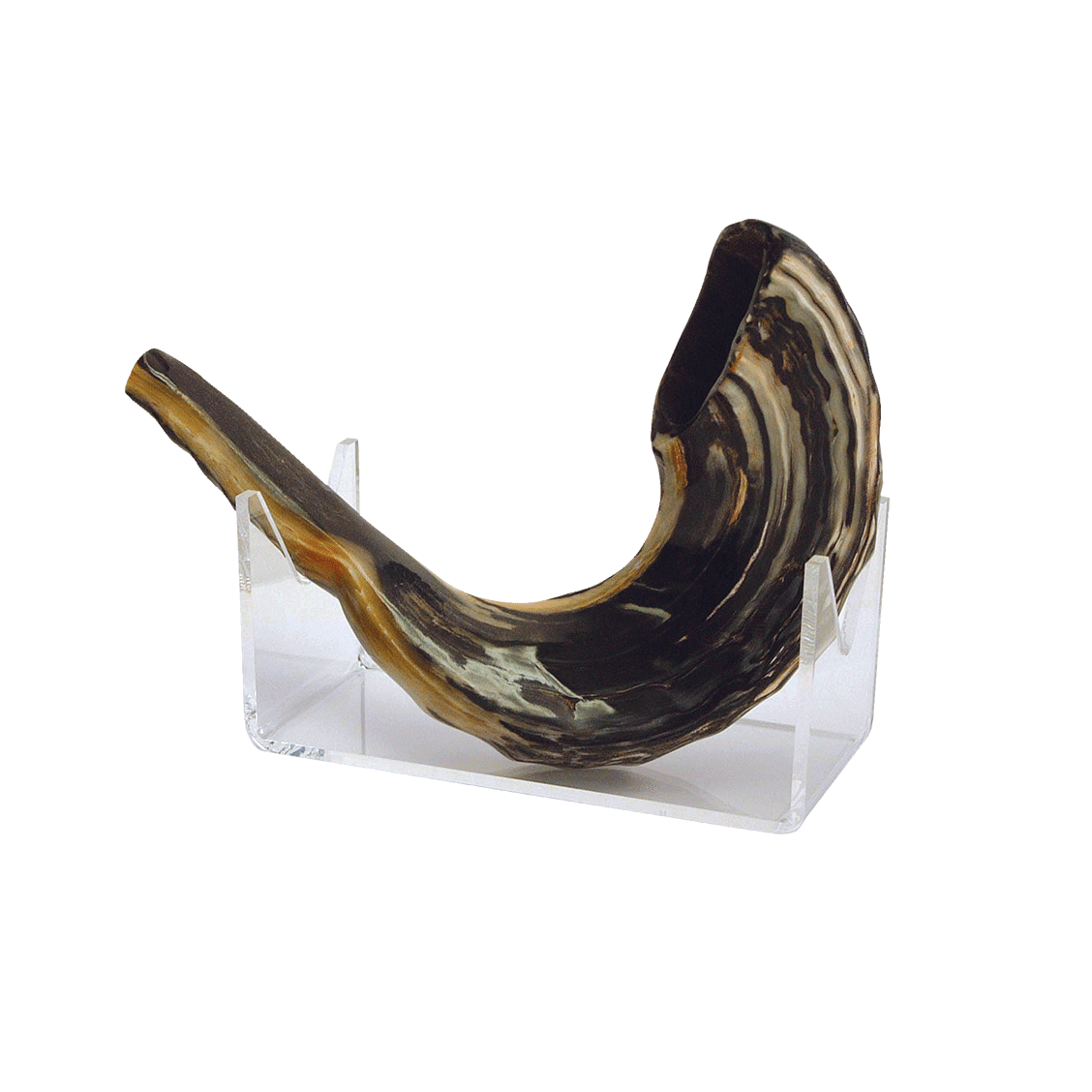 Ram's Horn Shofar - Small