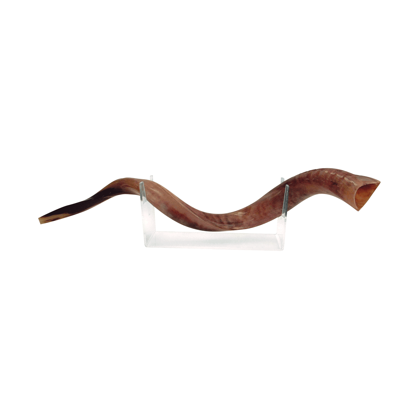 Medium Yemenite Shofar