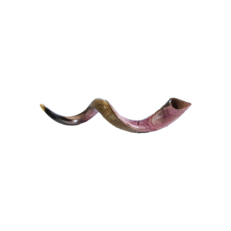 Large Yemenite Shofar