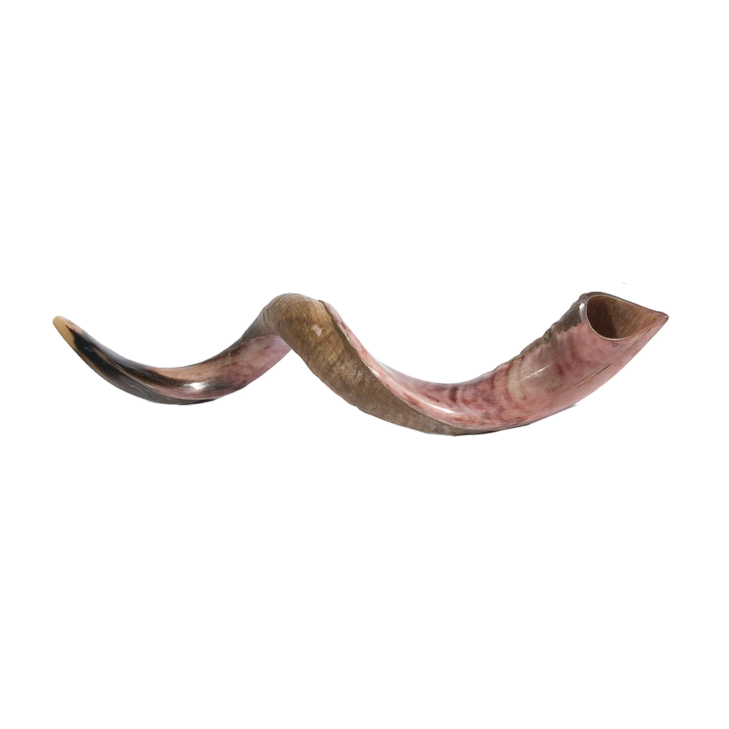 XL Yemenite Shofar