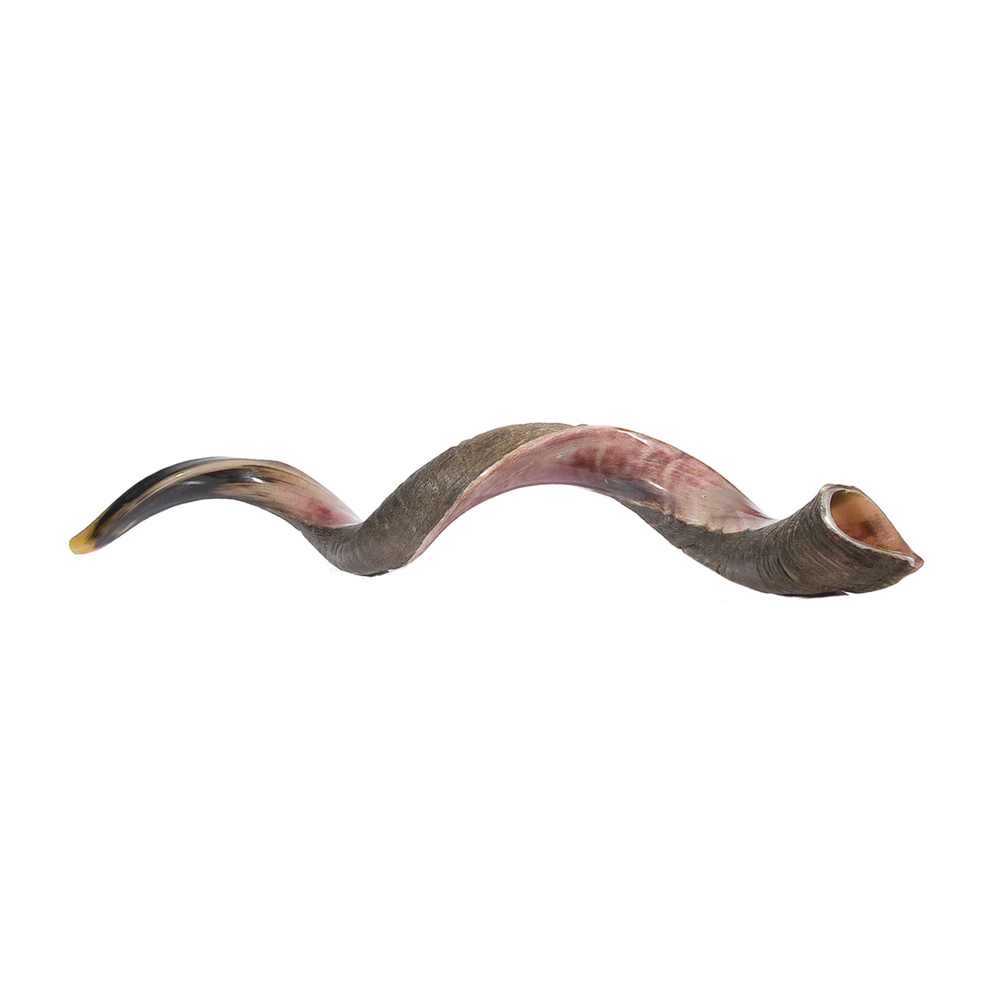 Jumbo Yemenite Shofar