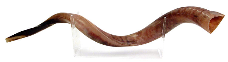 Medium Yemenite Shofar