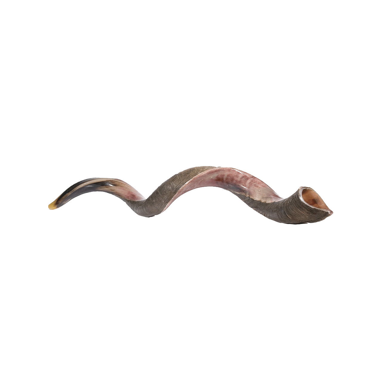 Jumbo Yemenite Shofar